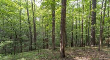 TBD DECCA LN, CHARLOTTESVILLE, Virginia 22901, ,Land,For sale,TBD DECCA LN,666931 MLS # 666931