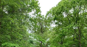 LOT 105 LOIS LANE, BUMPASS, Virginia 23024, ,Land,For sale,LOT 105 LOIS LANE,VALA2008296 MLS # VALA2008296