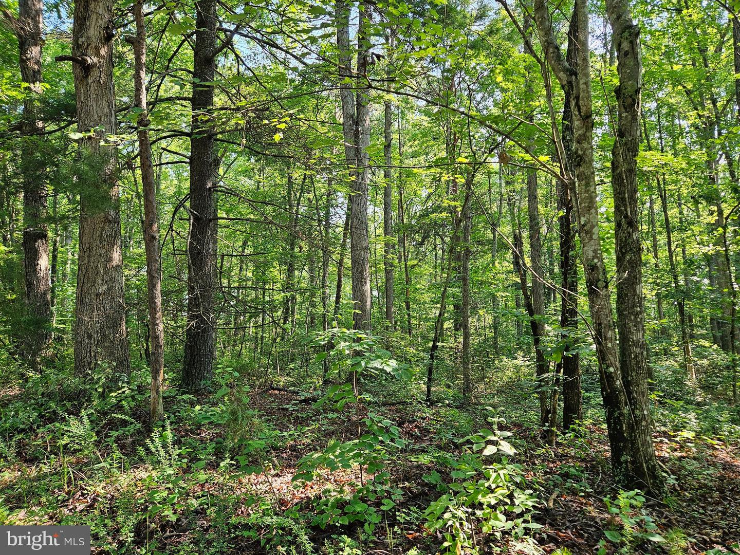 0 SYCAMORE CREEK RD, BUCKINGHAM, Virginia 23921, ,Land,For sale,0 SYCAMORE CREEK RD,VABH2000202 MLS # VABH2000202