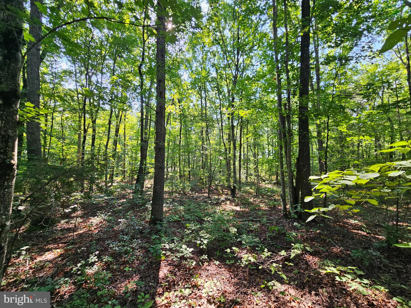 0 SYCAMORE CREEK RD, BUCKINGHAM, Virginia 23921, ,Land,For sale,0 SYCAMORE CREEK RD,VABH2000202 MLS # VABH2000202