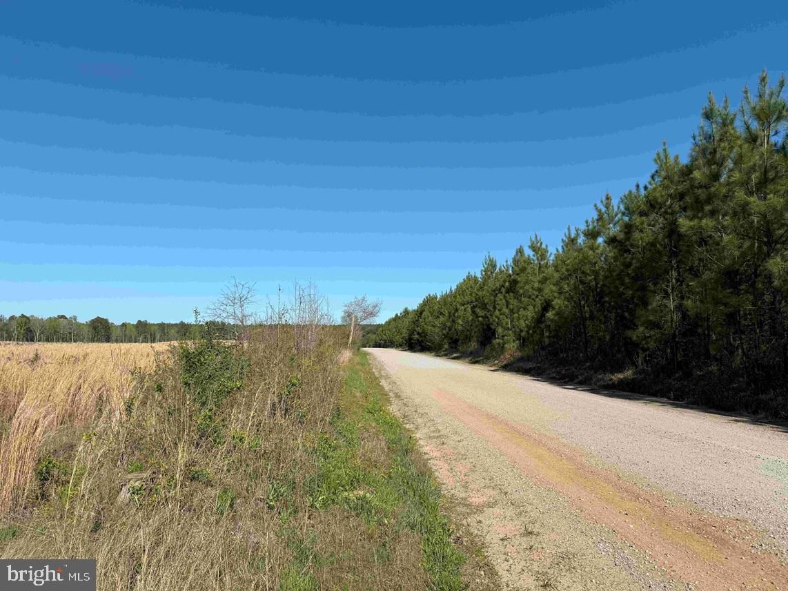 CHERRY HILL RD. (RT. 609) (TRACT:7266 D. PLECKLER), MC KENNEY, Virginia 23872, ,Farm,For sale,CHERRY HILL RD. (RT. 609) (TRACT:7266 D. PLECKLER),VADW2000046 MLS # VADW2000046