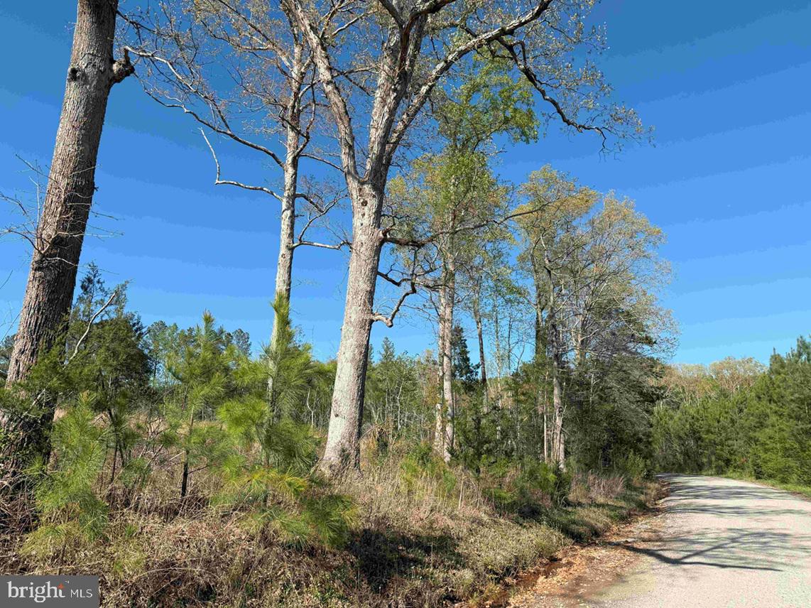 CHERRY HILL RD. (RT. 609) (TRACT:7266 D. PLECKLER), MC KENNEY, Virginia 23872, ,Farm,For sale,CHERRY HILL RD. (RT. 609) (TRACT:7266 D. PLECKLER),VADW2000046 MLS # VADW2000046