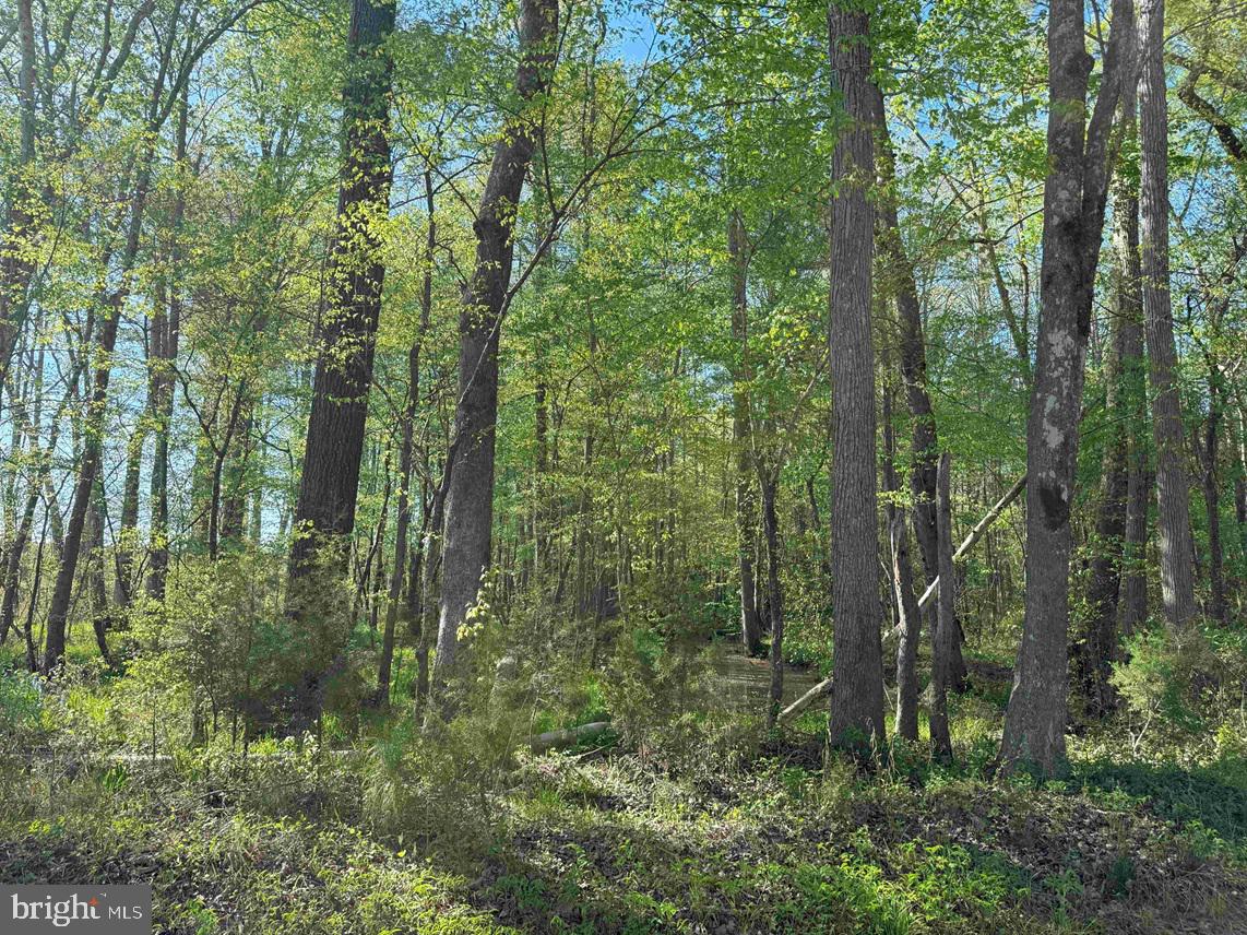 CHERRY HILL RD. (RT. 609) (TRACT:7266 D. PLECKLER), MC KENNEY, Virginia 23872, ,Farm,For sale,CHERRY HILL RD. (RT. 609) (TRACT:7266 D. PLECKLER),VADW2000046 MLS # VADW2000046