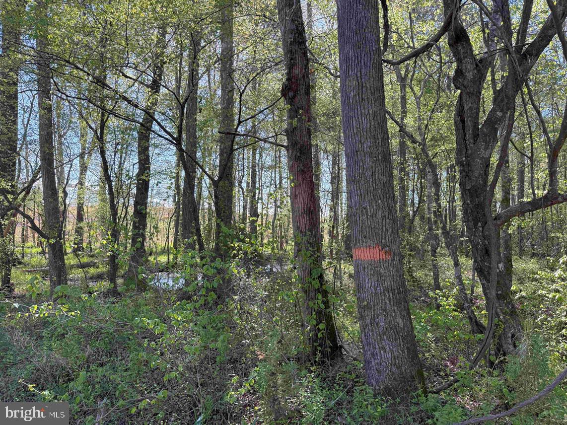 CHERRY HILL RD. (RT. 609) (TRACT:7266 D. PLECKLER), MC KENNEY, Virginia 23872, ,Farm,For sale,CHERRY HILL RD. (RT. 609) (TRACT:7266 D. PLECKLER),VADW2000046 MLS # VADW2000046