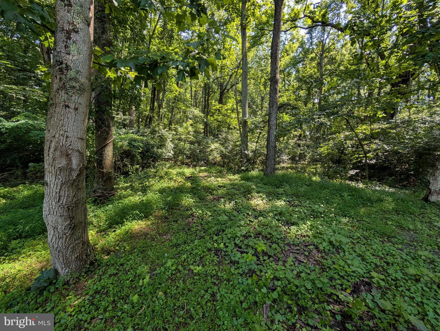 LOTS 83-84 ORIOLE CT, FRONT ROYAL, Virginia 22630, ,Land,For sale,LOTS 83-84 ORIOLE CT,VAWR2011772 MLS # VAWR2011772
