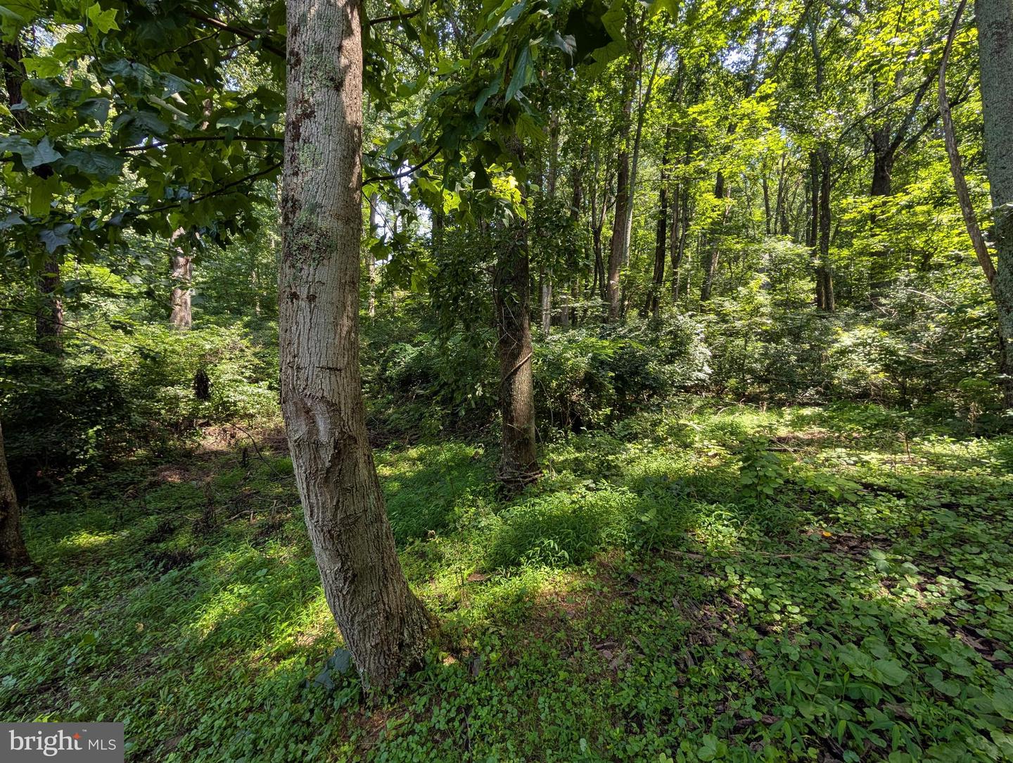 LOTS 83-84 ORIOLE CT, FRONT ROYAL, Virginia 22630, ,Land,For sale,LOTS 83-84 ORIOLE CT,VAWR2011772 MLS # VAWR2011772