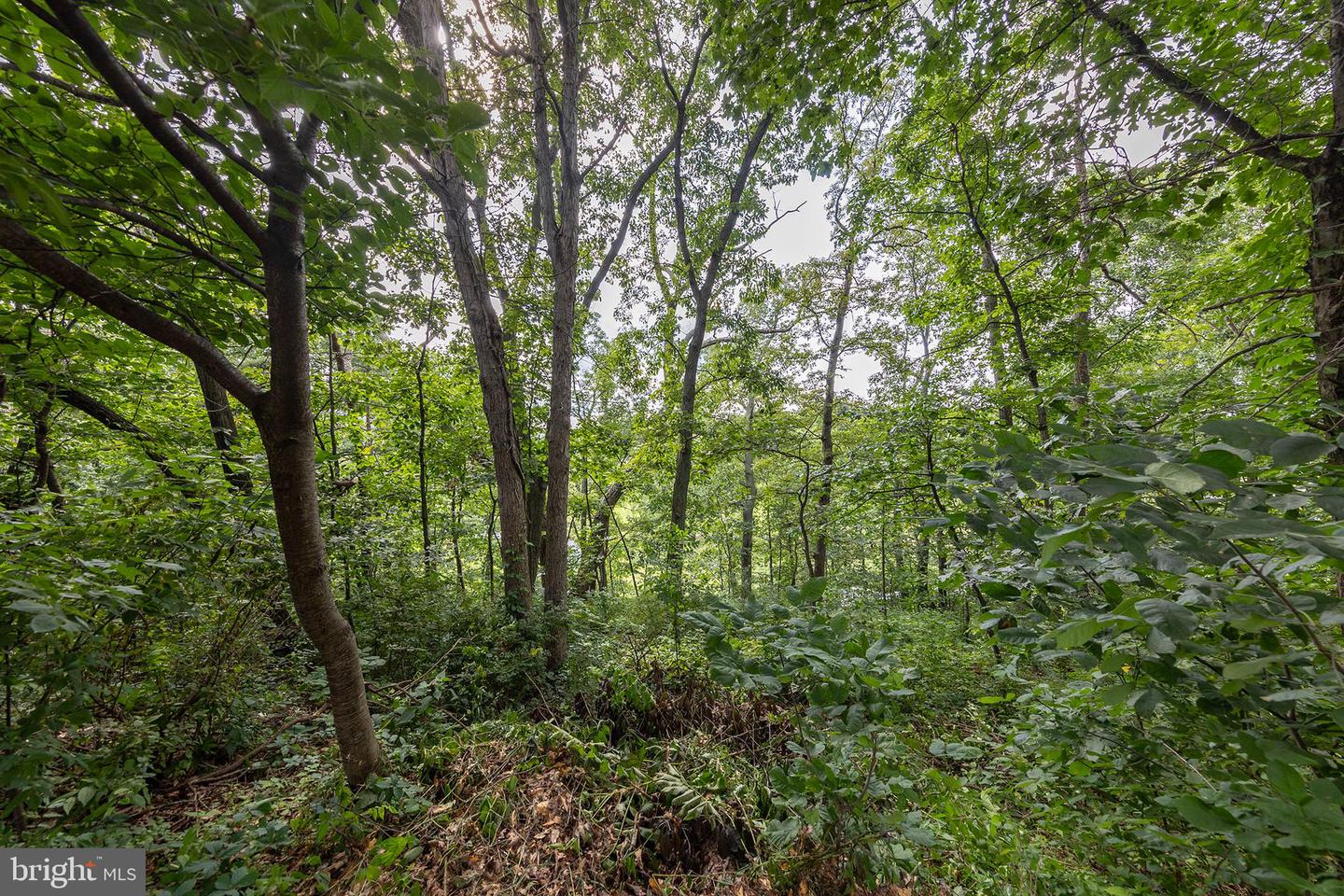 0 OAK RIDGE, WINCHESTER, Virginia 22602, ,Land,For sale,0 OAK RIDGE,VAFV2035504 MLS # VAFV2035504