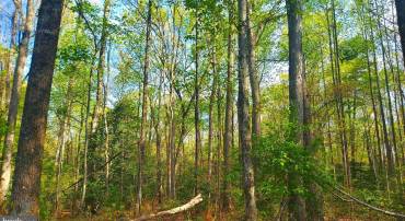 LOT 1045 POPLAR DR, LOUISA, Virginia 23093, ,Land,For sale,LOT 1045 POPLAR DR,VALA2005318 MLS # VALA2005318