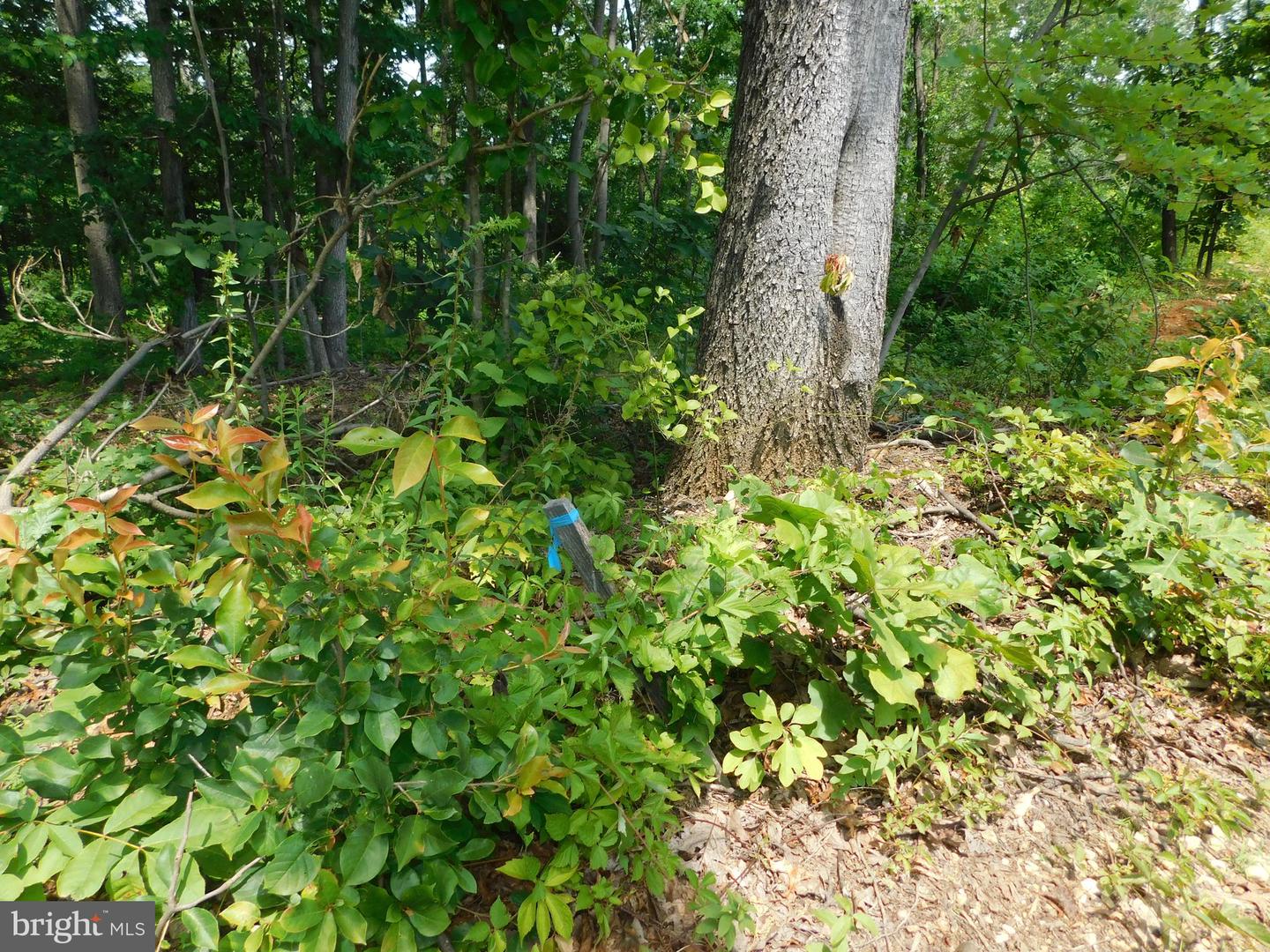 0 LARKIN RIDGE RD, FRONT ROYAL, Virginia 22630, ,Land,For sale,0 LARKIN RIDGE RD,VAWR2011810 MLS # VAWR2011810