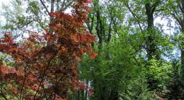 1616 6TH LOT C PL, MCLEAN, Virginia 22101, ,Land,For sale,1616 6TH LOT C PL,VAFX2256998 MLS # VAFX2256998