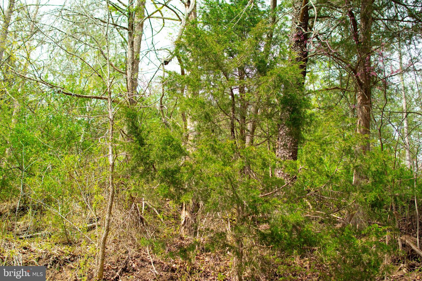 0 FAIRVIEW RD, BLACKWATER, Virginia 24221, ,Land,For sale,0 FAIRVIEW RD,VALE2000012 MLS # VALE2000012