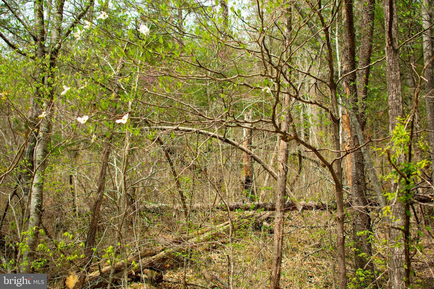 0 FAIRVIEW RD, BLACKWATER, Virginia 24221, ,Land,For sale,0 FAIRVIEW RD,VALE2000012 MLS # VALE2000012