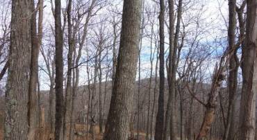 91 SHAMOKIN SPRINGS TRL, WINTERGREEN, Virginia 22958, ,Land,For sale,91 SHAMOKIN SPRINGS TRL,667123 MLS # 667123