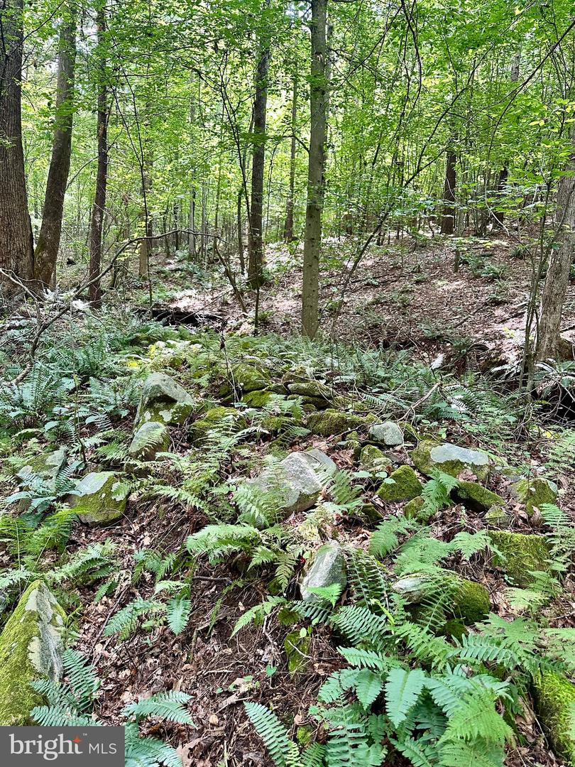 PARCEL 6-22A BLACK HILL RD., RIXEYVILLE, Virginia 22737, ,Land,For sale,PARCEL 6-22A BLACK HILL RD.,VACU2011030 MLS # VACU2011030