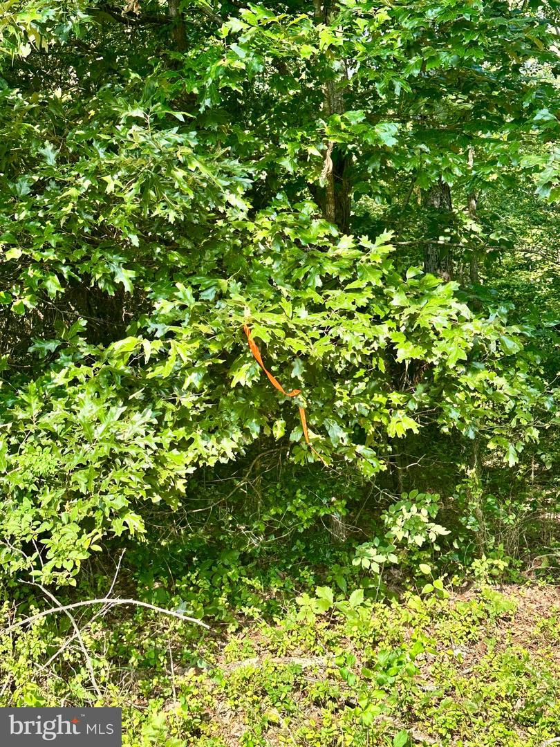 PARCEL 6-22A BLACK HILL RD., RIXEYVILLE, Virginia 22737, ,Land,For sale,PARCEL 6-22A BLACK HILL RD.,VACU2011030 MLS # VACU2011030