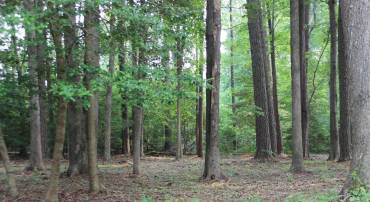 2105 BUCCANEER BLVD, GREENBACKVILLE, Virginia 23356, ,Land,For sale,2105 BUCCANEER BLVD,VAAC2002102 MLS # VAAC2002102