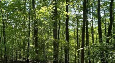 2-A FIERY RUN RD, LINDEN, Virginia 22642, ,Land,For sale,2-A FIERY RUN RD,VAFQ2017578 MLS # VAFQ2017578