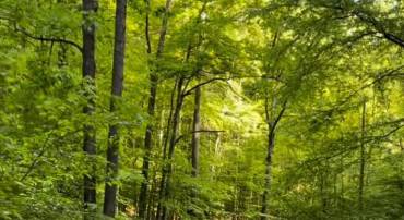 3-A HARDSCRABBLE RD, LINDEN, Virginia 22642, ,Land,For sale,3-A HARDSCRABBLE RD,VAFQ2017582 MLS # VAFQ2017582
