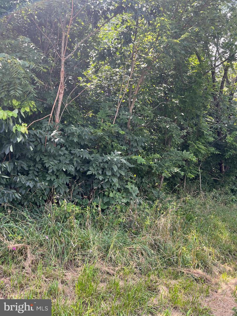 BEACON/SUNSET, STRASBURG, Virginia 22657, ,Land,For sale,BEACON/SUNSET,VASH2012084 MLS # VASH2012084