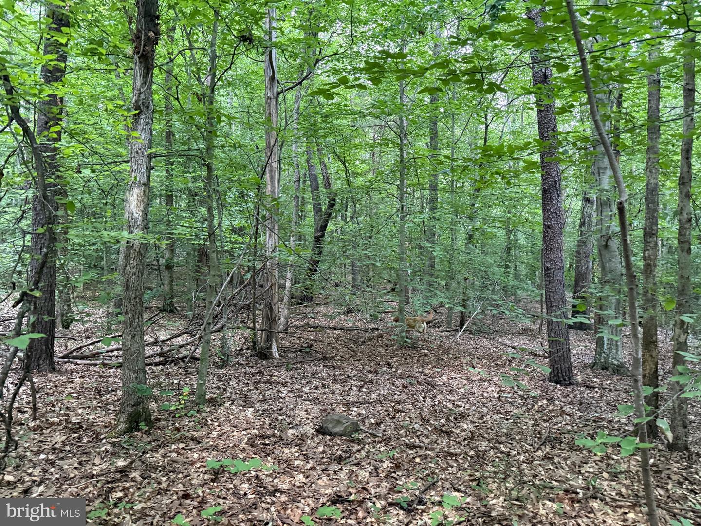 TBD GLADE RD, SHIPMAN, Virginia 22971, ,Land,For sale,TBD GLADE RD,VANL2000578 MLS # VANL2000578