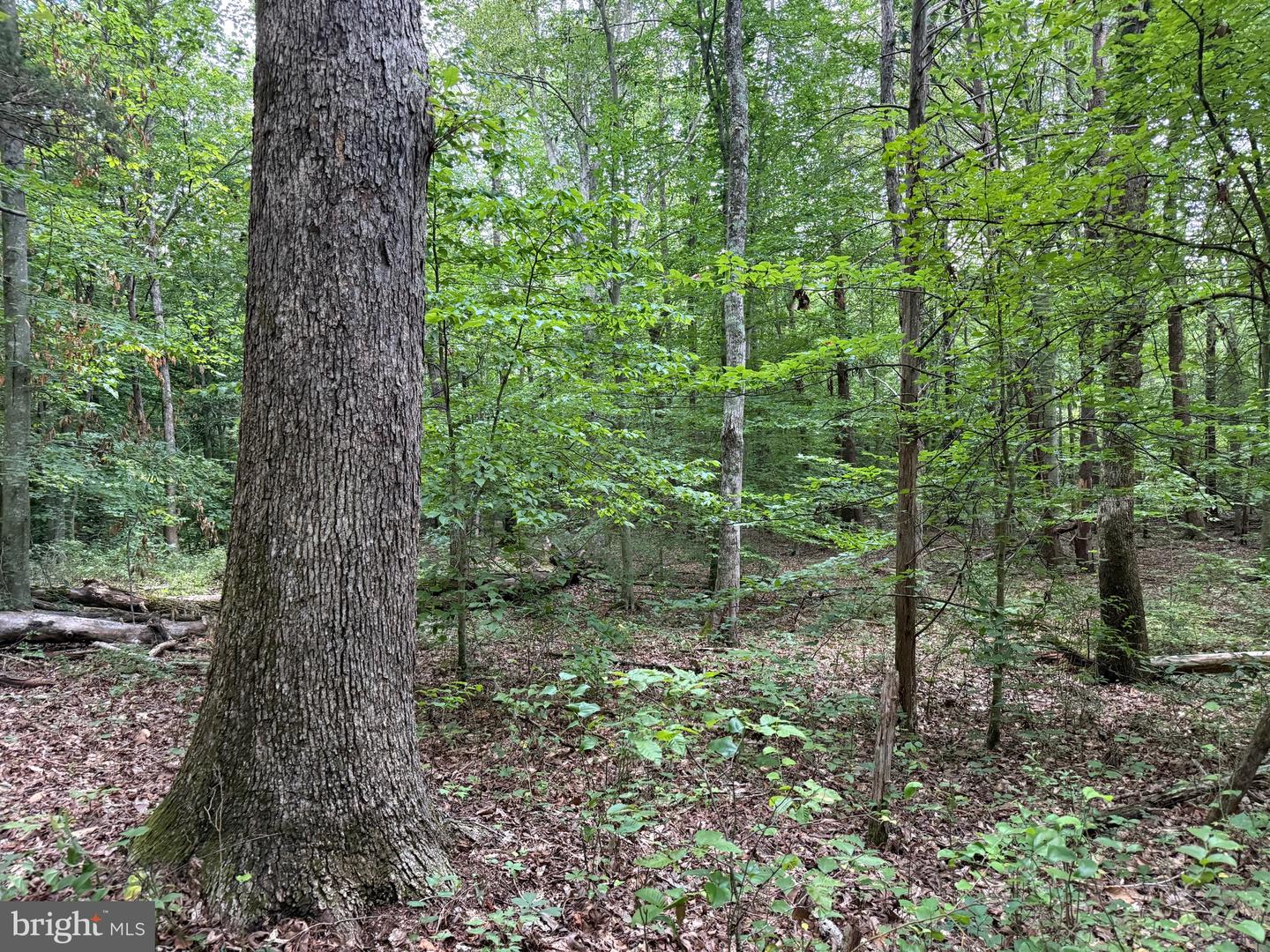 TBD GLADE RD, SHIPMAN, Virginia 22971, ,Land,For sale,TBD GLADE RD,VANL2000578 MLS # VANL2000578