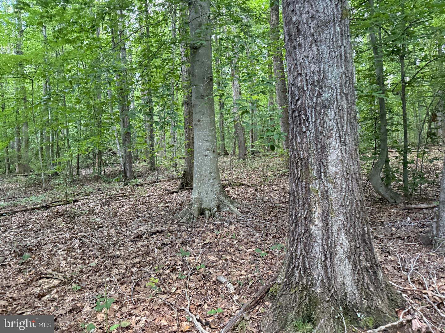 TBD GLADE RD, SHIPMAN, Virginia 22971, ,Land,For sale,TBD GLADE RD,VANL2000578 MLS # VANL2000578
