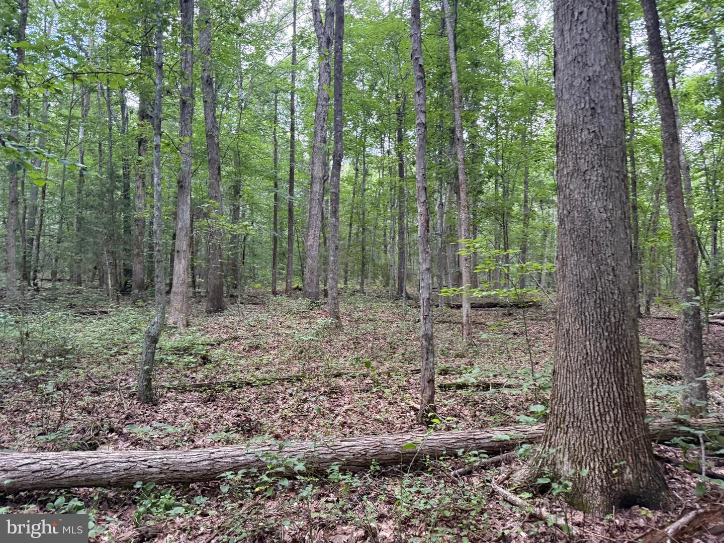 TBD GLADE RD, SHIPMAN, Virginia 22971, ,Land,For sale,TBD GLADE RD,VANL2000578 MLS # VANL2000578