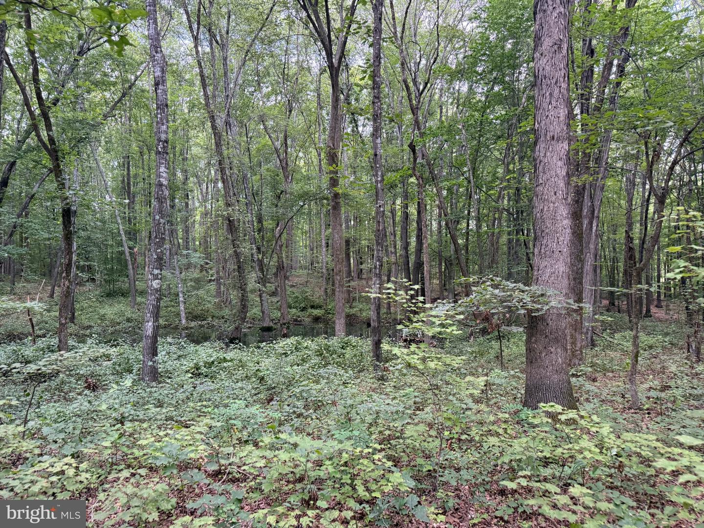 TBD GLADE RD, SHIPMAN, Virginia 22971, ,Land,For sale,TBD GLADE RD,VANL2000578 MLS # VANL2000578