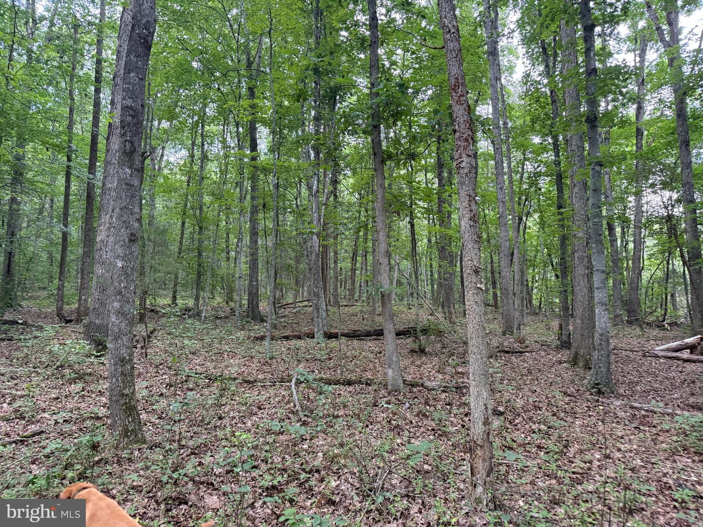 TBD GLADE RD, SHIPMAN, Virginia 22971, ,Land,For sale,TBD GLADE RD,VANL2000578 MLS # VANL2000578