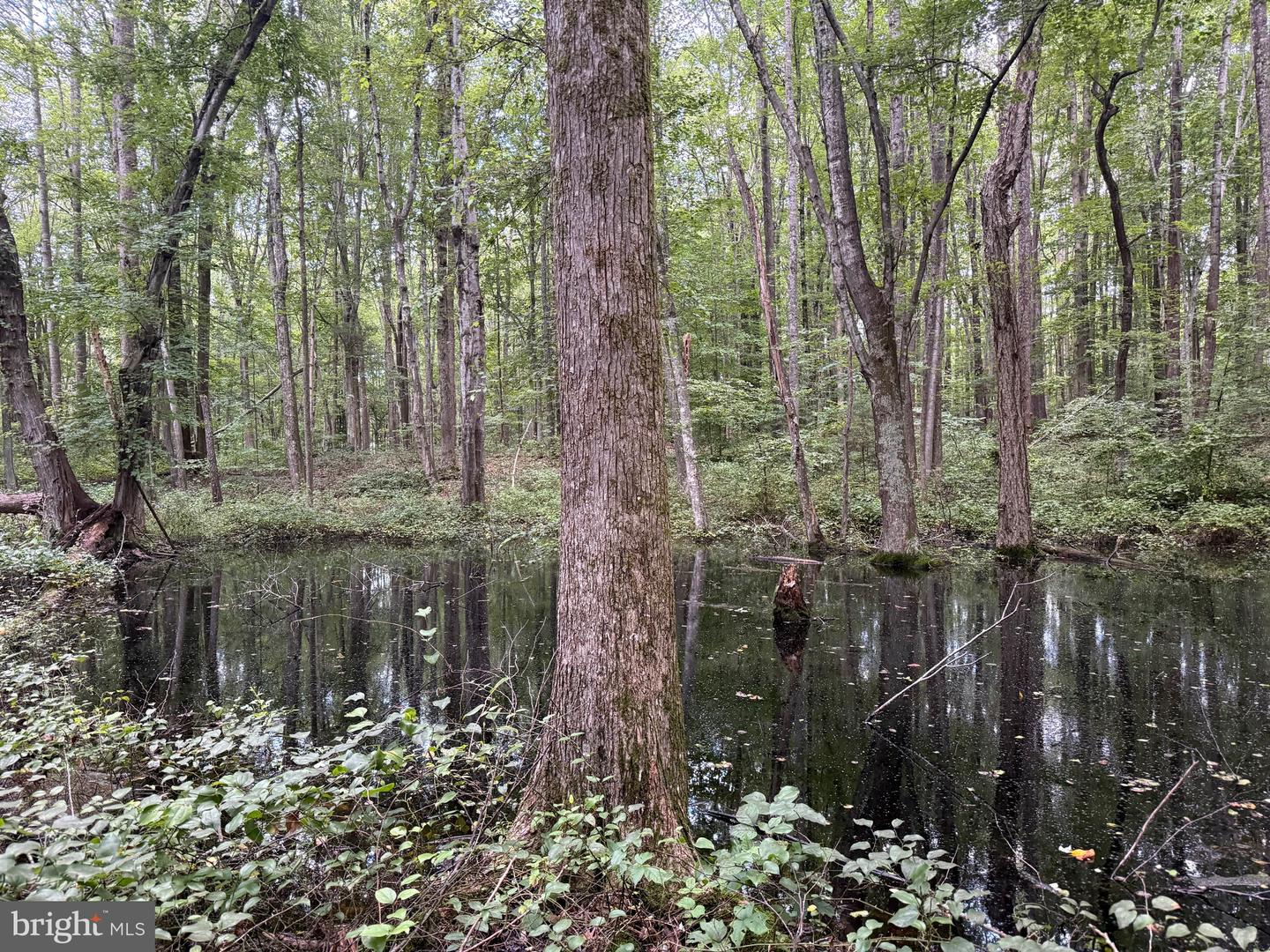 TBD GLADE RD, SHIPMAN, Virginia 22971, ,Land,For sale,TBD GLADE RD,VANL2000578 MLS # VANL2000578