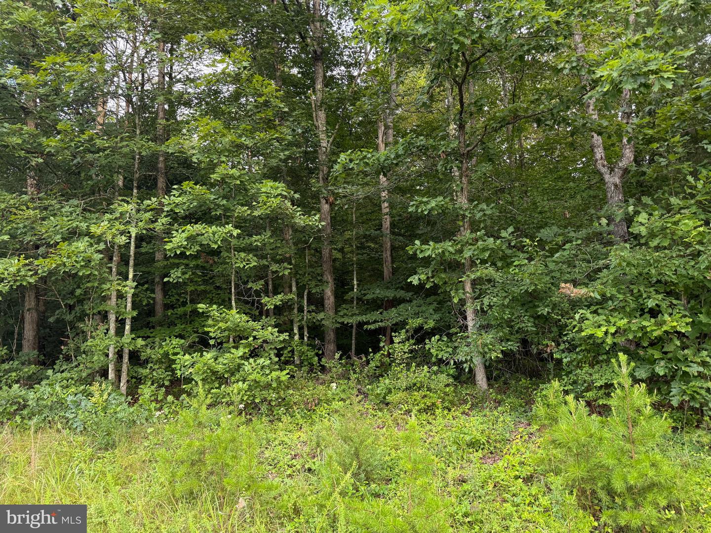 TBD GLADE RD, SHIPMAN, Virginia 22971, ,Land,For sale,TBD GLADE RD,VANL2000578 MLS # VANL2000578