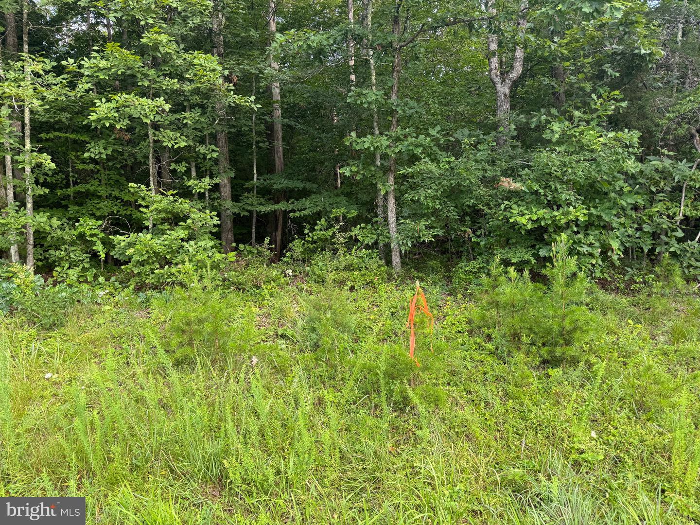 TBD GLADE RD, SHIPMAN, Virginia 22971, ,Land,For sale,TBD GLADE RD,VANL2000578 MLS # VANL2000578