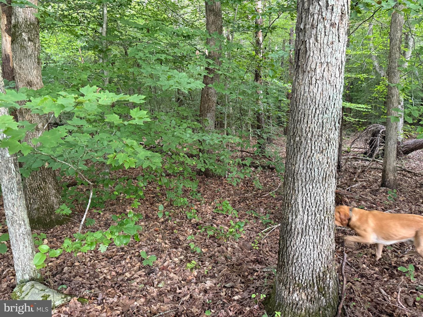 TBD GLADE RD, SHIPMAN, Virginia 22971, ,Land,For sale,TBD GLADE RD,VANL2000578 MLS # VANL2000578