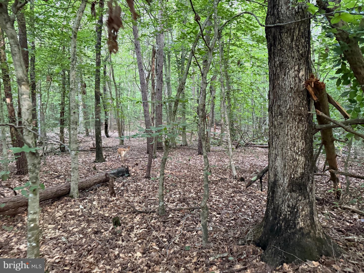 TBD GLADE RD, SHIPMAN, Virginia 22971, ,Land,For sale,TBD GLADE RD,VANL2000578 MLS # VANL2000578