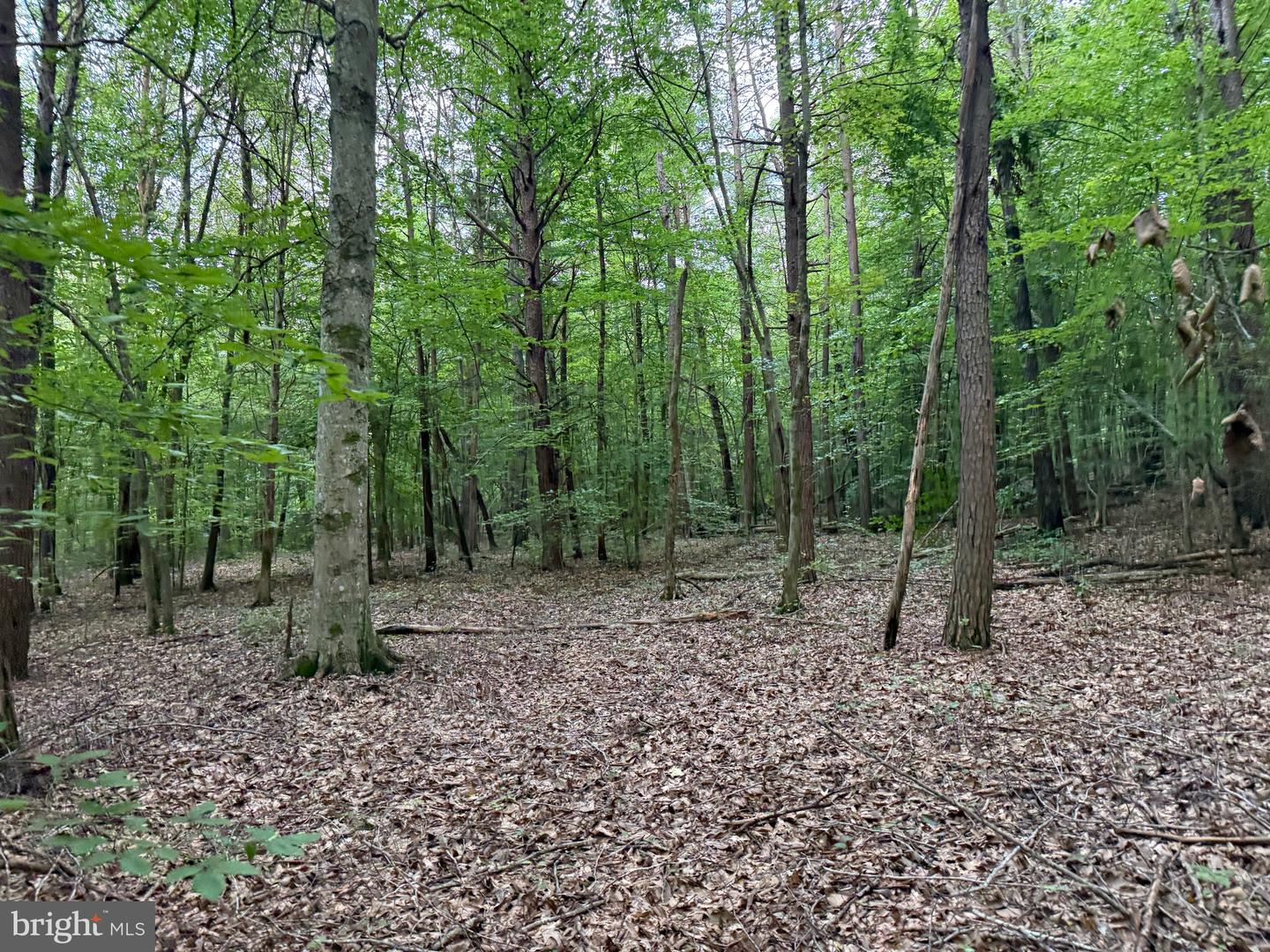 TBD GLADE RD, SHIPMAN, Virginia 22971, ,Land,For sale,TBD GLADE RD,VANL2000578 MLS # VANL2000578