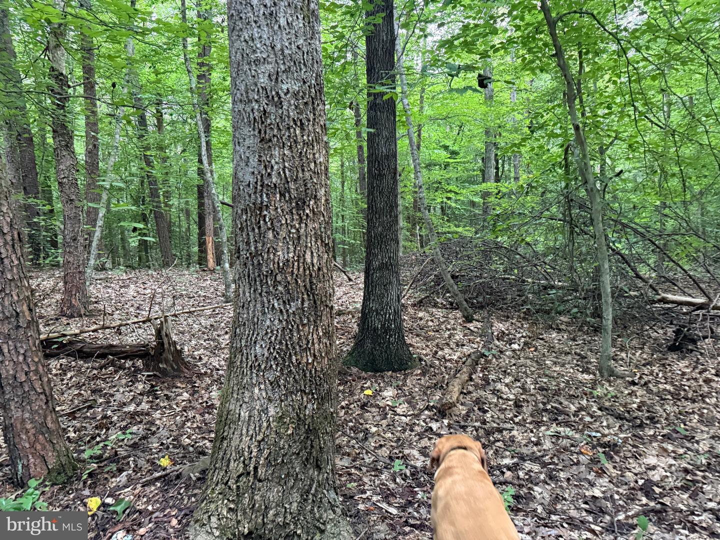 TBD GLADE RD, SHIPMAN, Virginia 22971, ,Land,For sale,TBD GLADE RD,VANL2000578 MLS # VANL2000578
