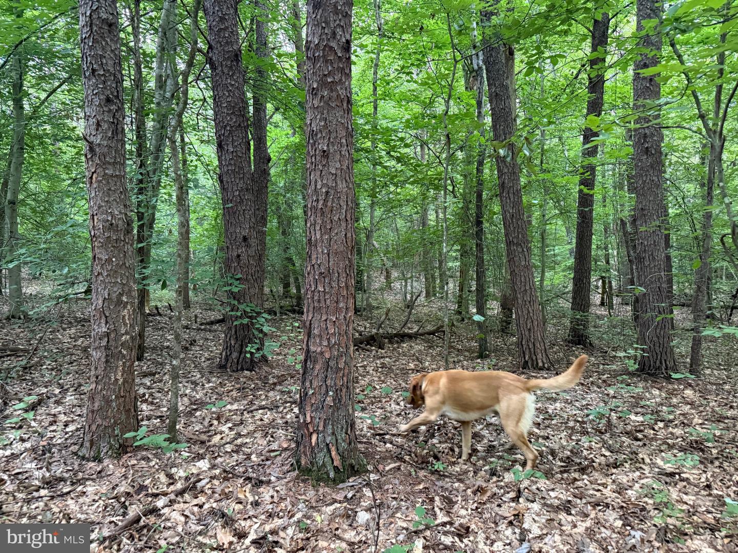TBD GLADE RD, SHIPMAN, Virginia 22971, ,Land,For sale,TBD GLADE RD,VANL2000578 MLS # VANL2000578