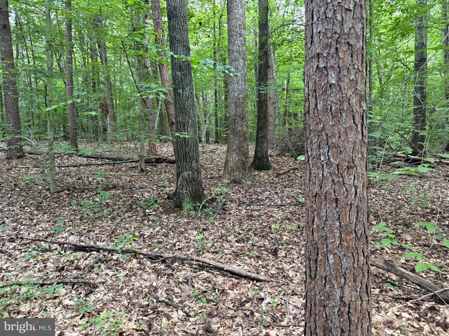 TBD GLADE RD, SHIPMAN, Virginia 22971, ,Land,For sale,TBD GLADE RD,VANL2000578 MLS # VANL2000578