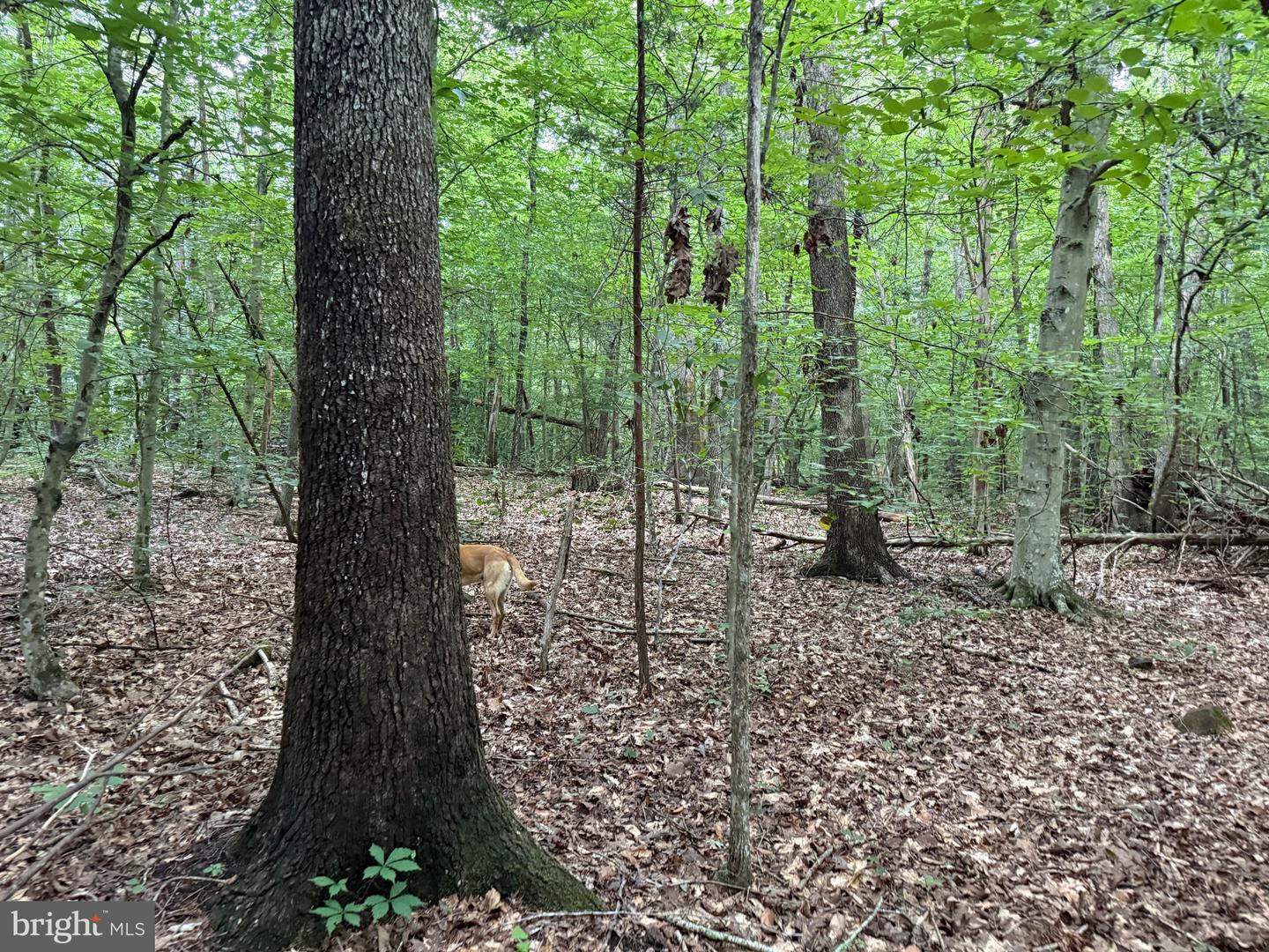 TBD GLADE RD, SHIPMAN, Virginia 22971, ,Land,For sale,TBD GLADE RD,VANL2000578 MLS # VANL2000578