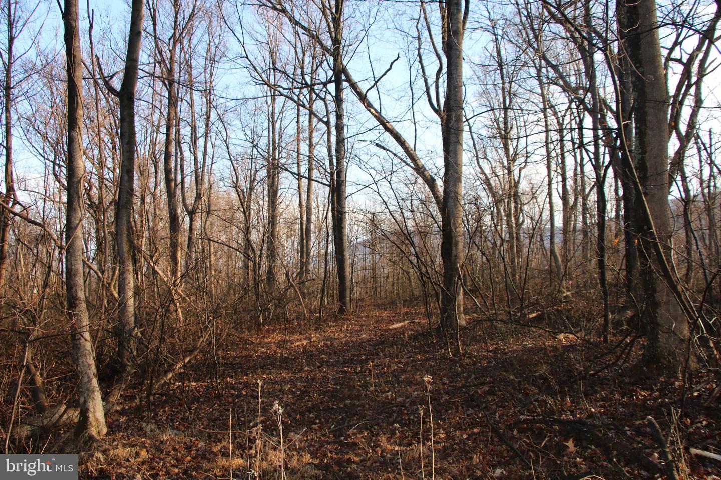 BUCK MOUNTAIN RD, BENTONVILLE, Virginia 22610, ,Land,For sale,BUCK MOUNTAIN RD,VAWR2011820 MLS # VAWR2011820