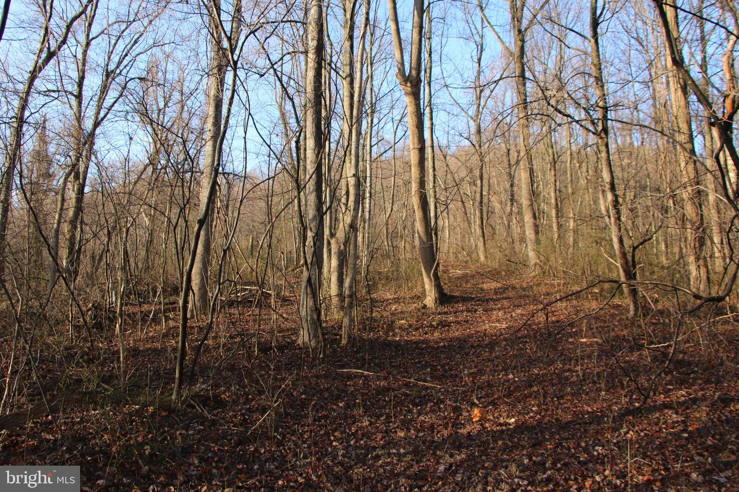 BUCK MOUNTAIN RD, BENTONVILLE, Virginia 22610, ,Land,For sale,BUCK MOUNTAIN RD,VAWR2011820 MLS # VAWR2011820
