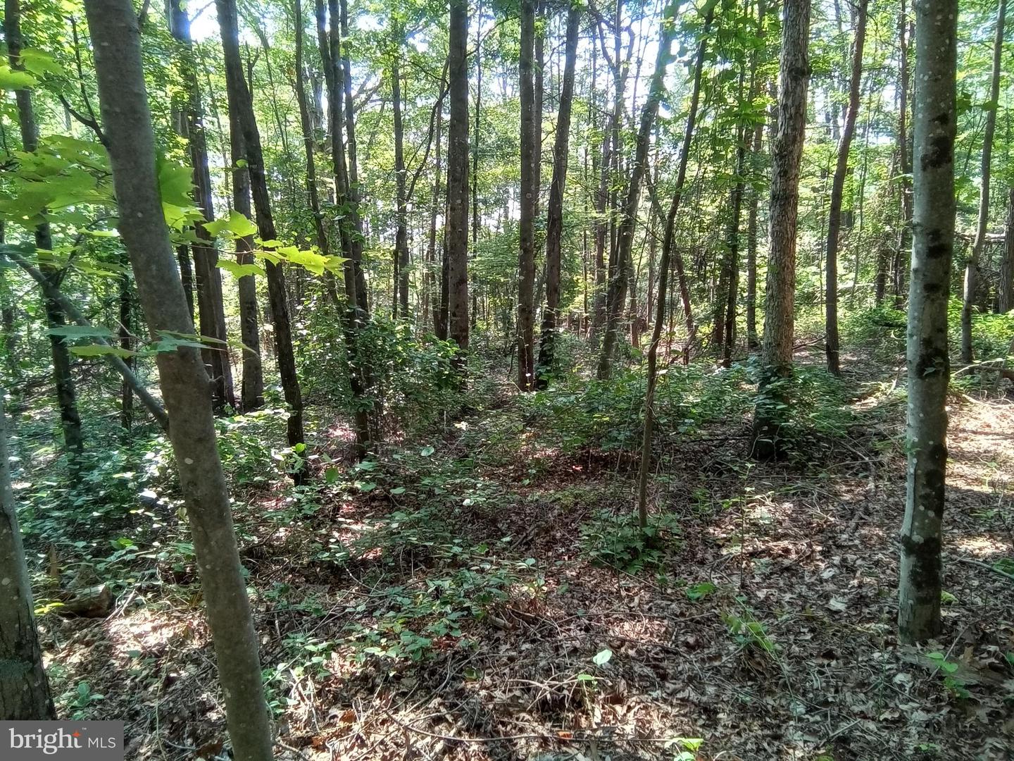 THREE MILE BANK LANE, EDINBURG, Virginia 22824, ,Land,For sale,THREE MILE BANK LANE,VASH2012114 MLS # VASH2012114