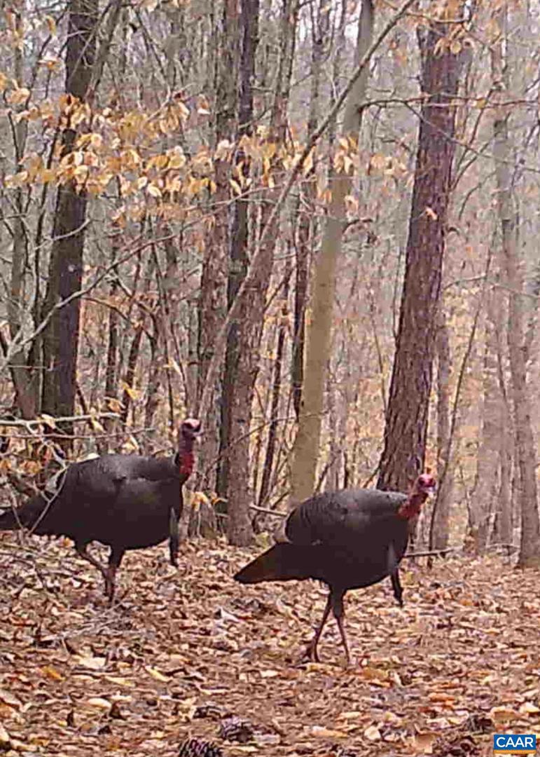 LOTS 1 & 2 S CONSTITUTION RTE, SCOTTSVILLE, Virginia 24590, ,Land,For sale,LOTS 1 & 2 S CONSTITUTION RTE,667263 MLS # 667263