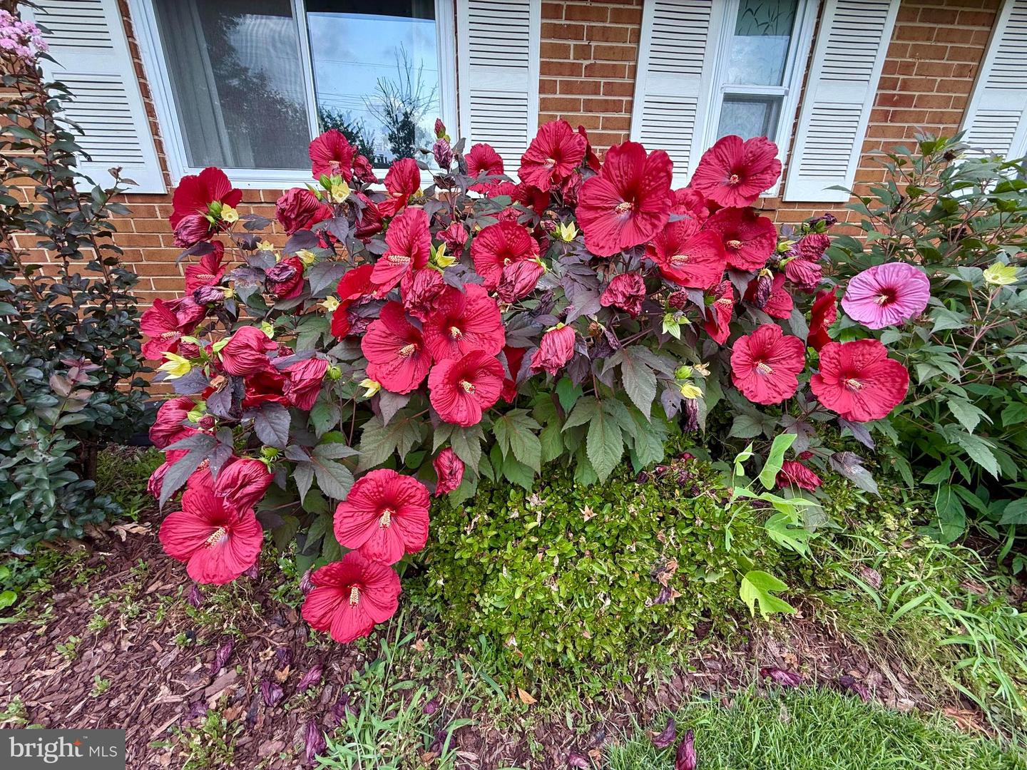 5413 IVES PL, SPRINGFIELD, Virginia 22151, 3 Bedrooms Bedrooms, ,1 BathroomBathrooms,Residential,For sale,5413 IVES PL,VAFX2257976 MLS # VAFX2257976