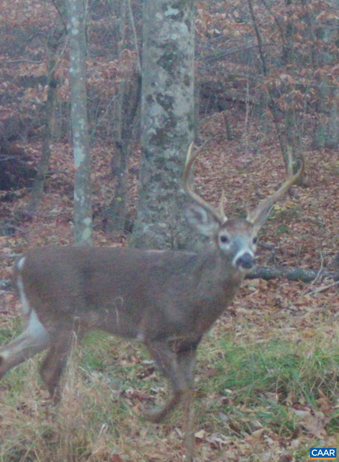 Lots 1 & 2 S CONSTITUTION RTE, SCOTTSVILLE, Virginia 24590, ,Land,Lots 1 & 2 S CONSTITUTION RTE,667263 MLS # 667263
