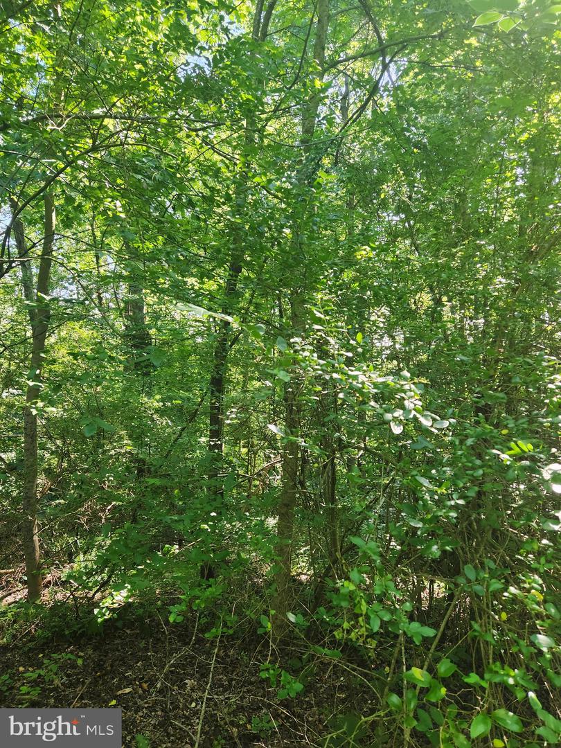 23-52E ST STEPHENS RD, KING GEORGE, Virginia 22485, ,Land,For sale,23-52E ST STEPHENS RD,VAKG2006796 MLS # VAKG2006796