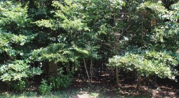 1851 MUNITY DR, GREENBACKVILLE, Virginia 23356, ,Land,For sale,1851 MUNITY DR,VAAC2002128 MLS # VAAC2002128