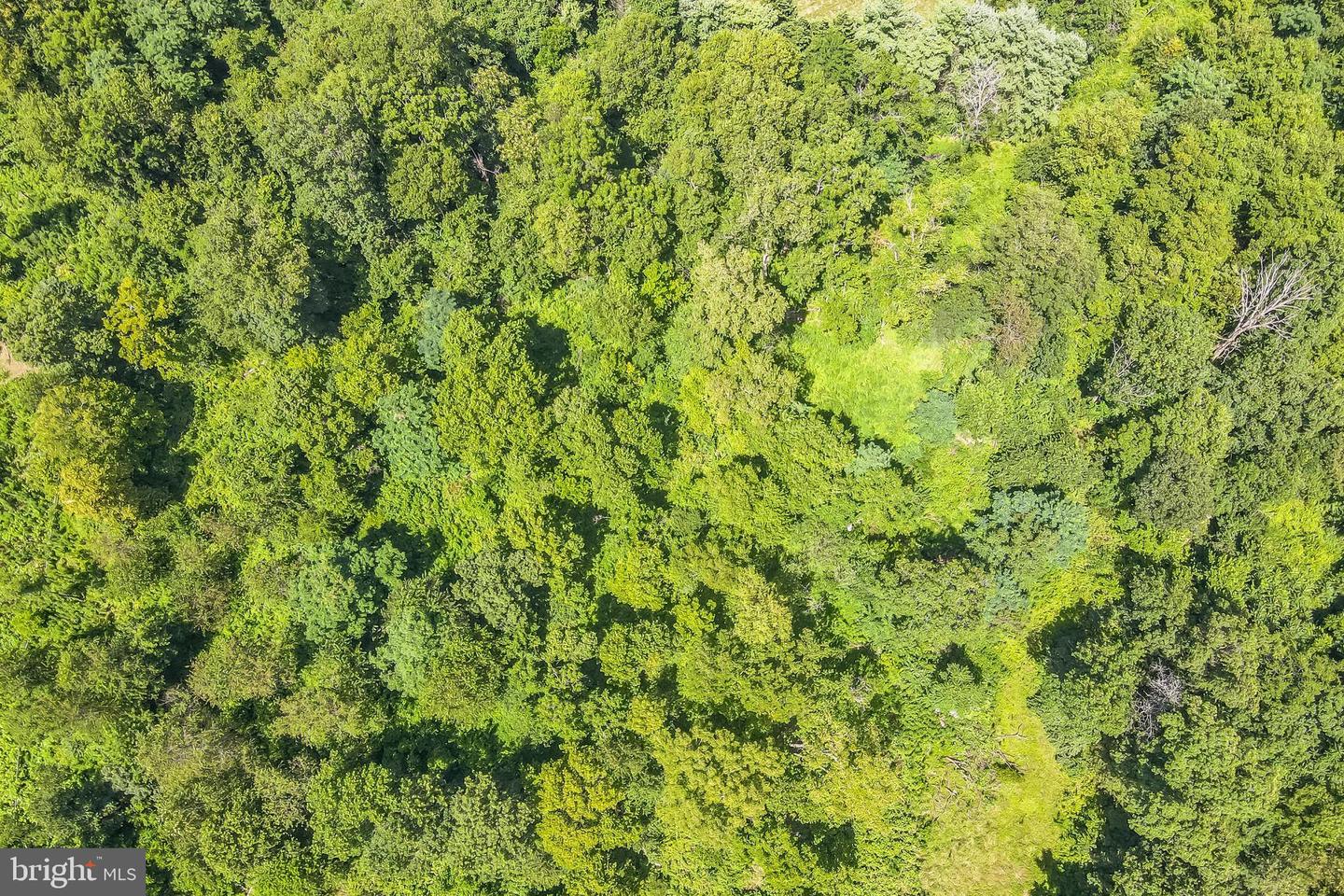 1683 WITHERS LARUE RD, BERRYVILLE, Virginia 22611, ,Land,For sale,1683 WITHERS LARUE RD,VACL2005934 MLS # VACL2005934