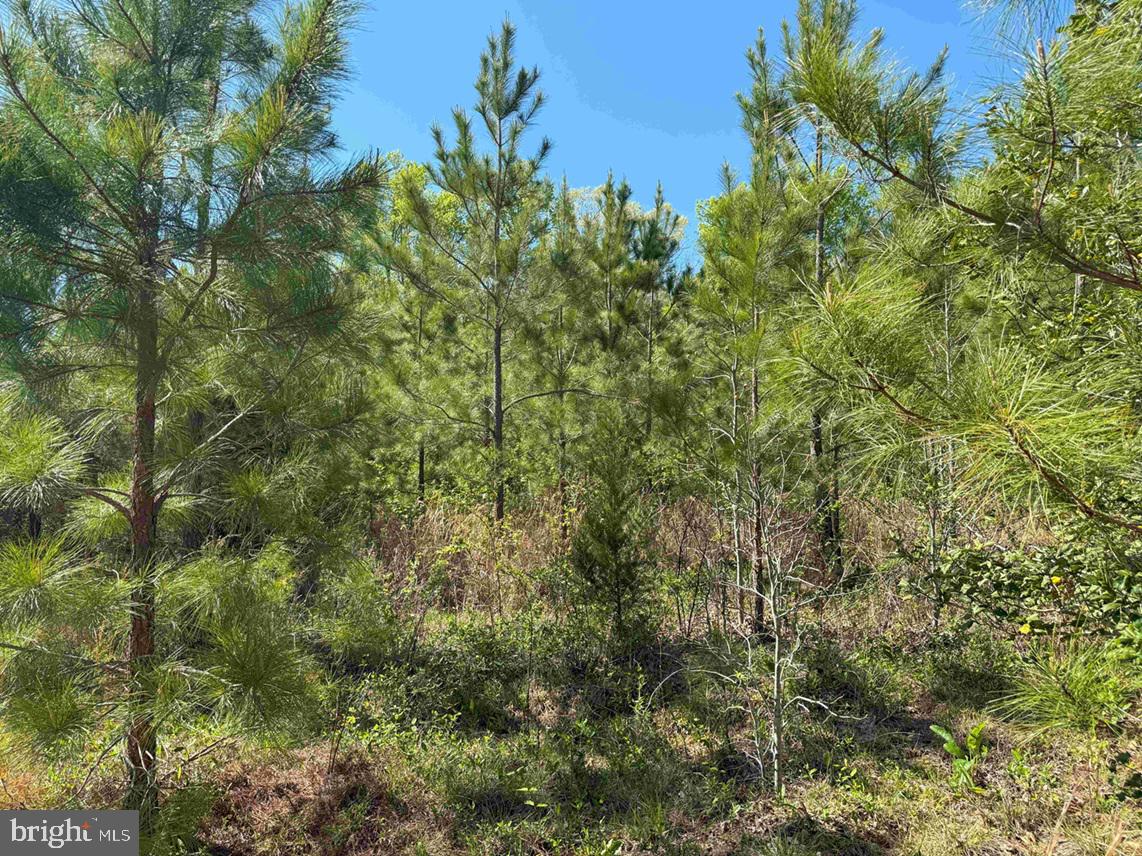 SHIPPING ROAD (TRACT: 7279 SVC), DINWIDDIE, Virginia 23841, ,Farm,For sale,SHIPPING ROAD (TRACT: 7279 SVC),VADW2000048 MLS # VADW2000048