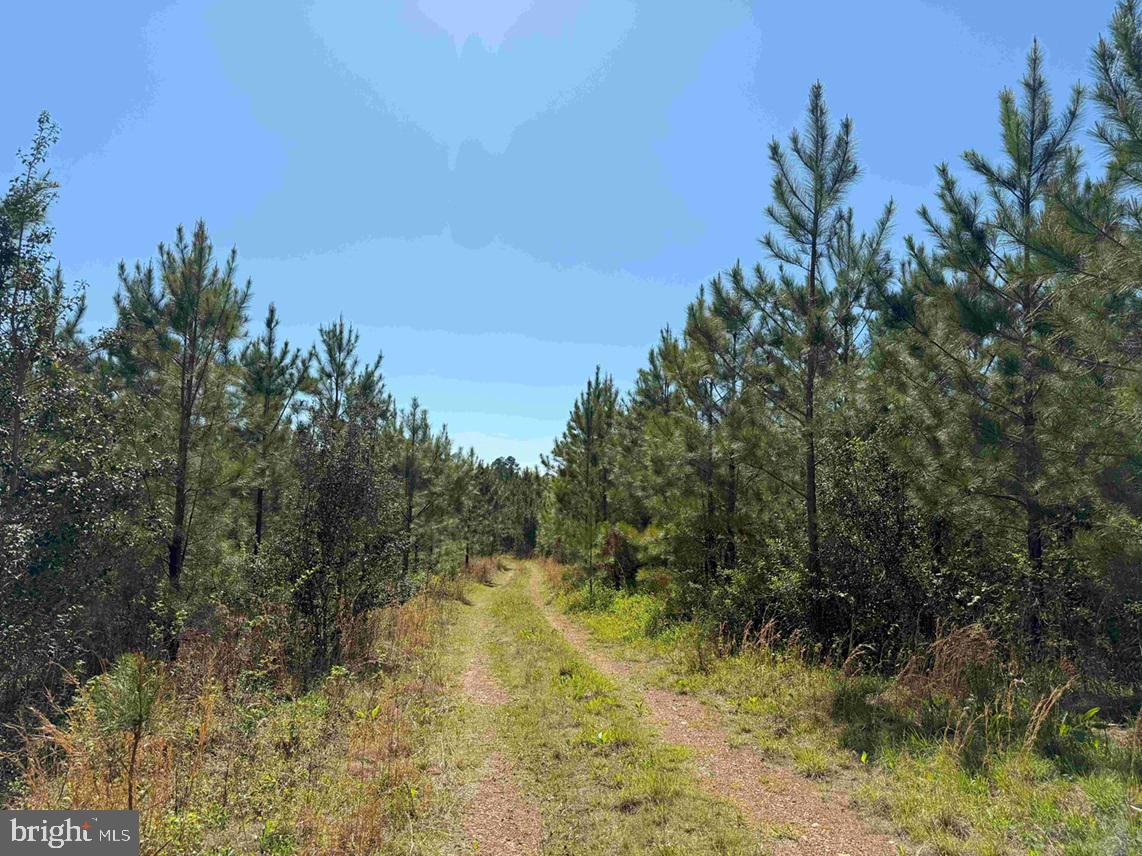 SHIPPING ROAD (TRACT: 7279 SVC), DINWIDDIE, Virginia 23841, ,Farm,For sale,SHIPPING ROAD (TRACT: 7279 SVC),VADW2000048 MLS # VADW2000048